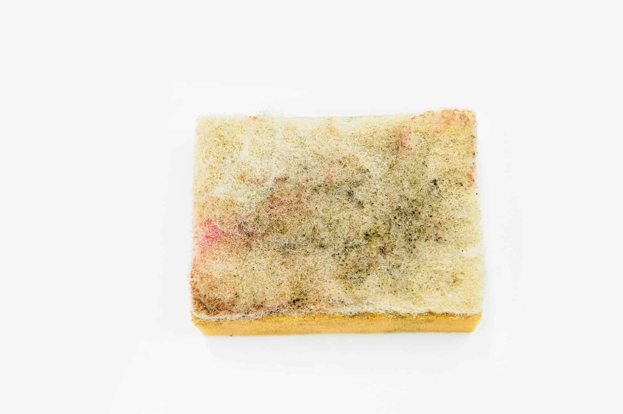 Photo of a moldy sponge