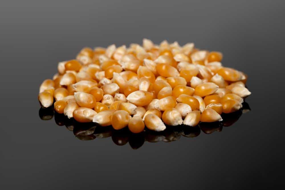 Photo of unpopped popcorn kernels