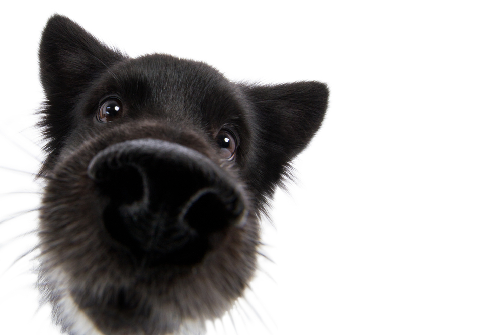 Photo of a Dog Snout