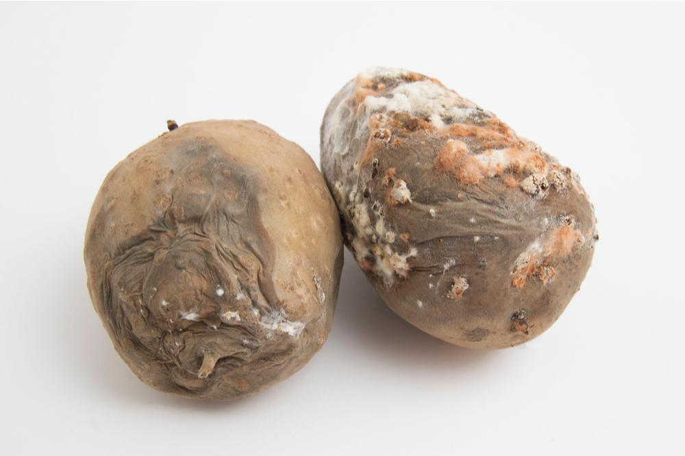 Photo of Moldy Potatoes That Shouldn't Be Consumed