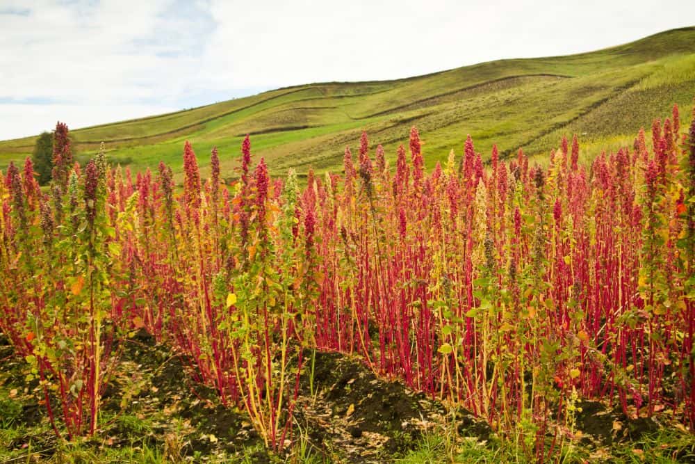 Photo of Rows of Quinoa Growing in a Field